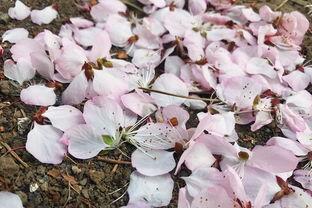 月下花开终有时,岁月流转中的美好瞬间