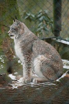 回归自然的猞猁,探寻猞猁的野性生活轨迹